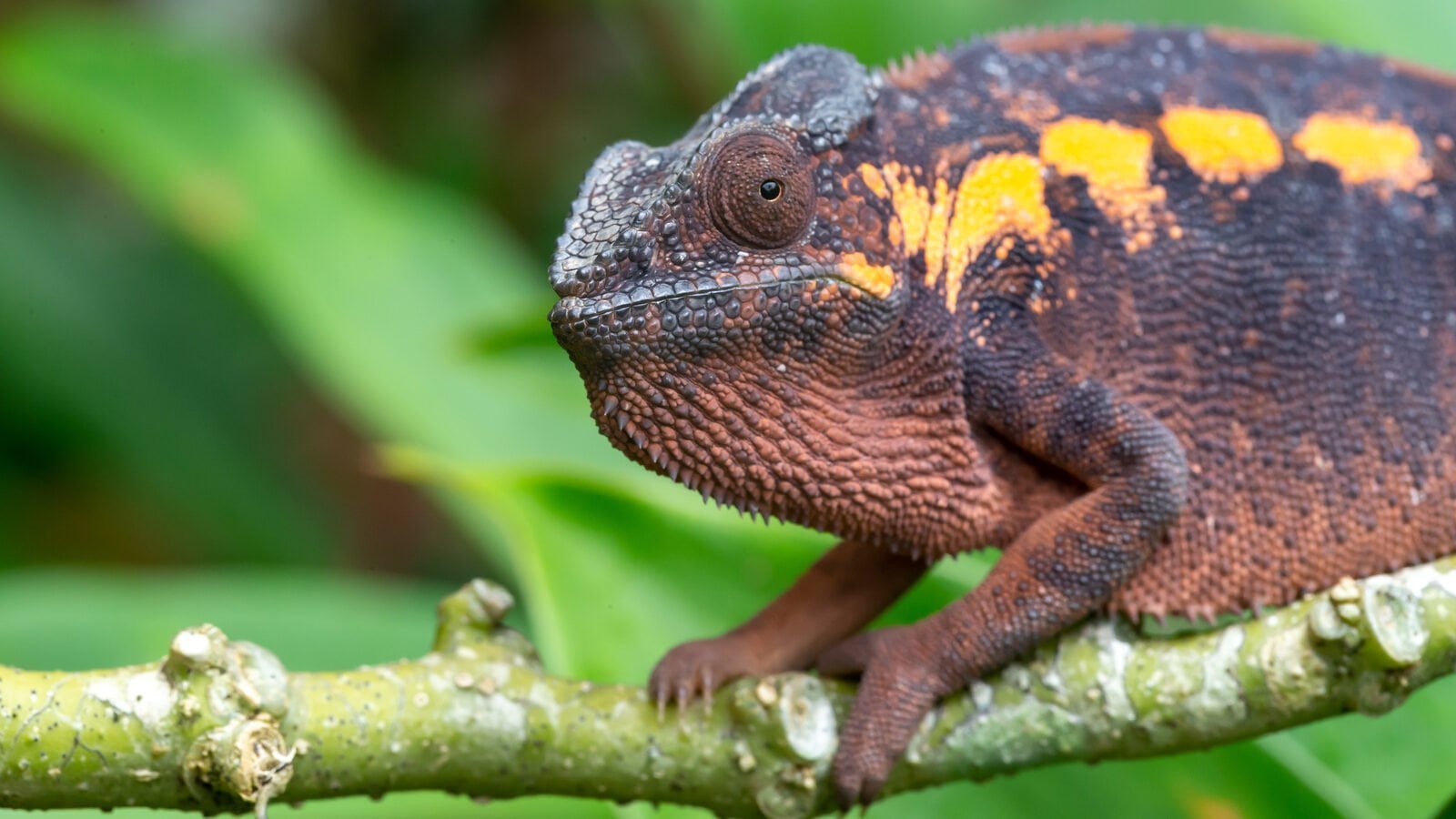 34235148 an earth colored chameleon on a branch edited