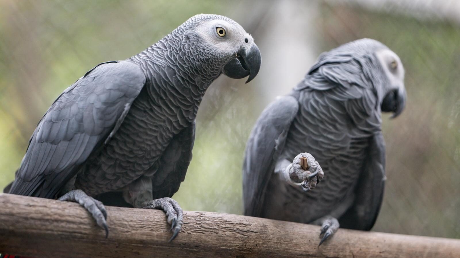 48751048 couple of african grey parrotpsittacus erithacus on the wooden branches edited