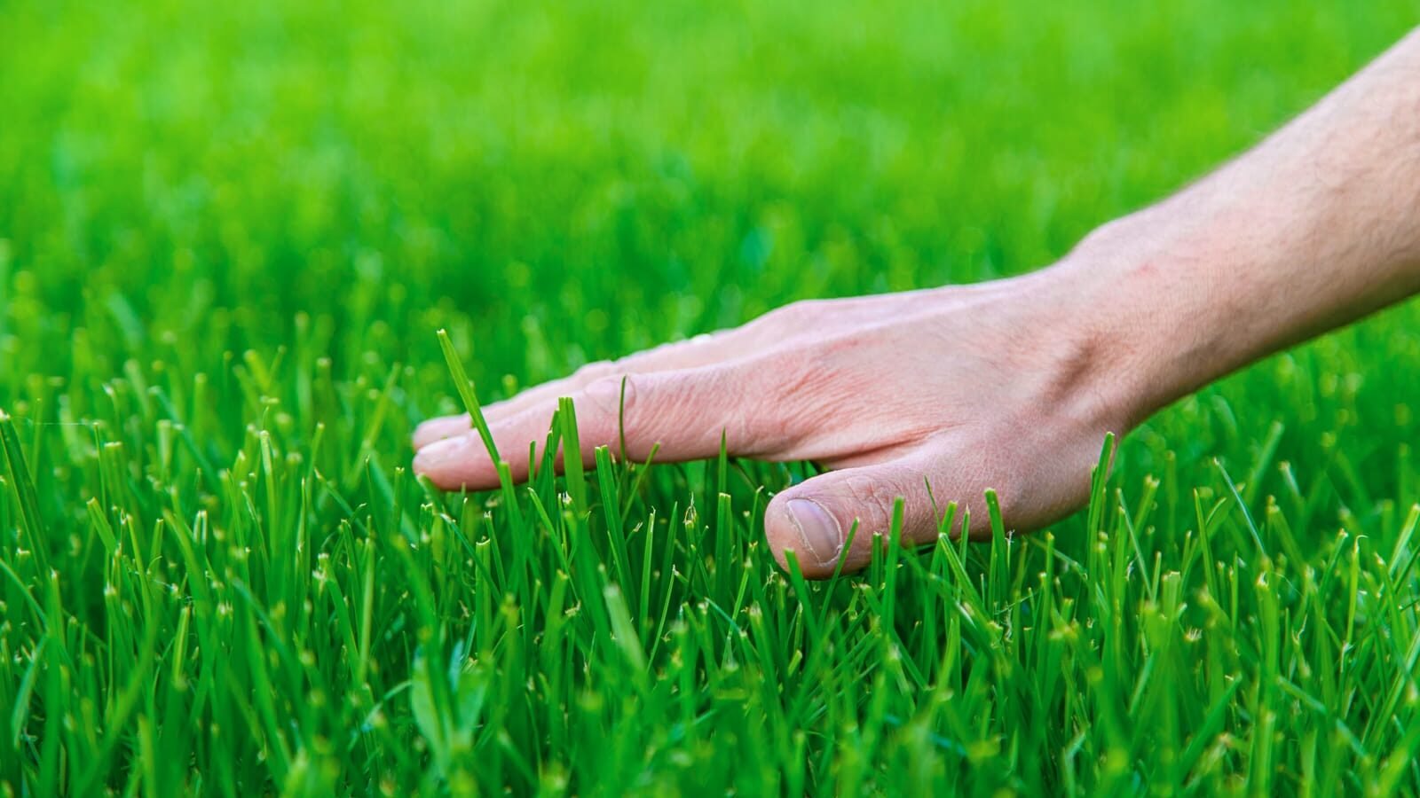 52096818 lawn grass and the hand of a male farmer selective focus edited