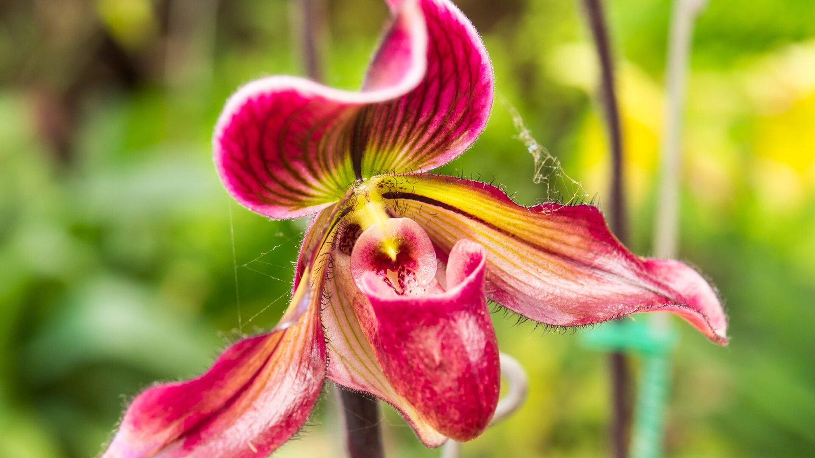 A red and pink orchid flower in a garden.