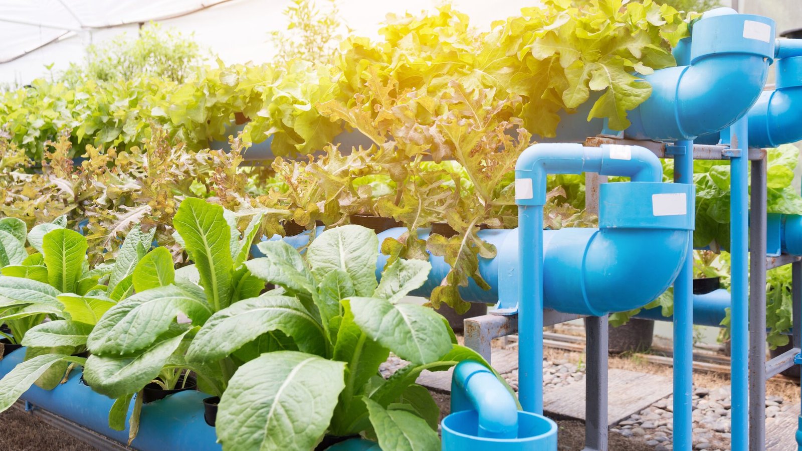 Hydroponics in a greenhouse with plants and pipes.