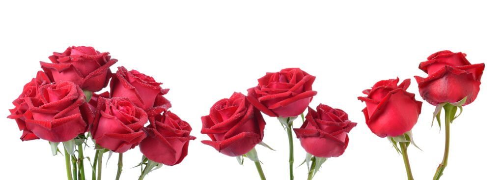 Four red roses in a vase on a white background.